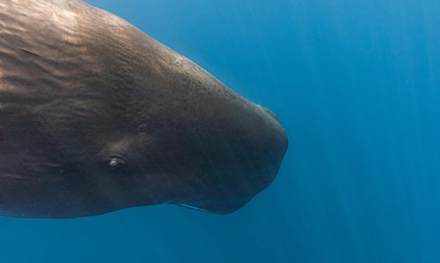 Paus Sperma: Sang Penguasa Kegelapan Samudera Terdalam