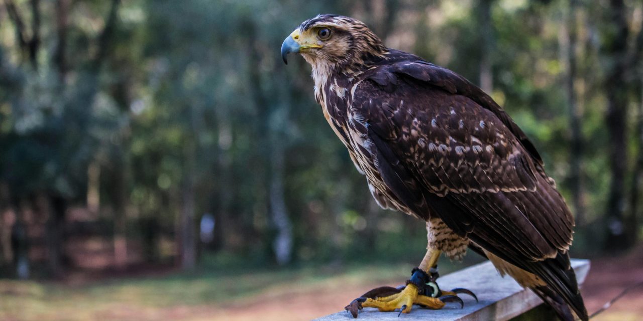 Jejak Elang Jawa, Sang Garuda Nyata yang Kian Terancam
