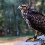 Jejak Elang Jawa, Sang Garuda Nyata yang Kian Terancam