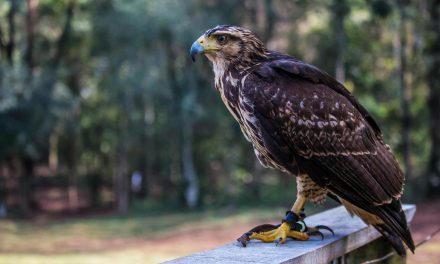 Jejak Elang Jawa, Sang Garuda Nyata yang Kian Terancam