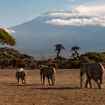Kilimanjaro: Atap Afrika dan Keajaiban di Atas Awan