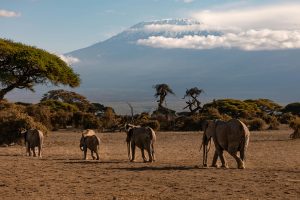 Kilimanjaro: Atap Afrika dan Keajaiban di Atas Awan