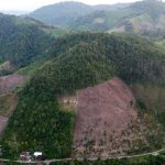 Deforestasi Yang Kian Merajalela Di Indonesia