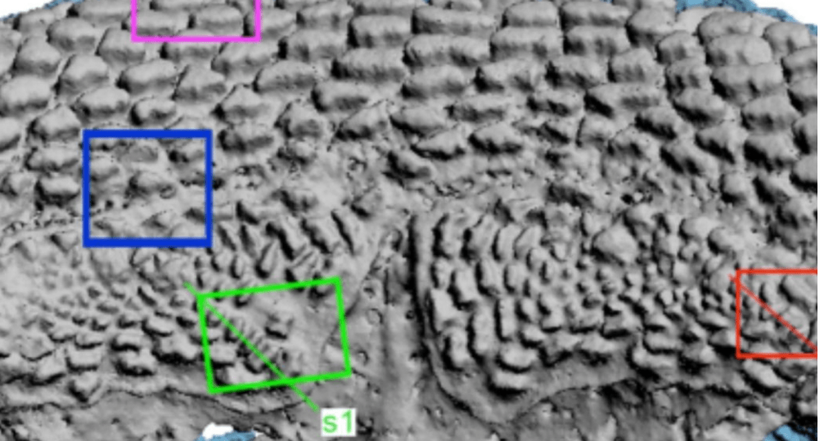 Fosil Ikan Arktik Ini Di Duga “Nenek Moyang” Makhluk Berahang