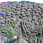 Fosil Ikan Arktik Ini Di Duga “Nenek Moyang” Makhluk Berahang