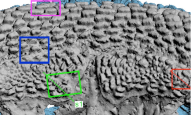 Fosil Ikan Arktik Ini Di Duga “Nenek Moyang” Makhluk Berahang