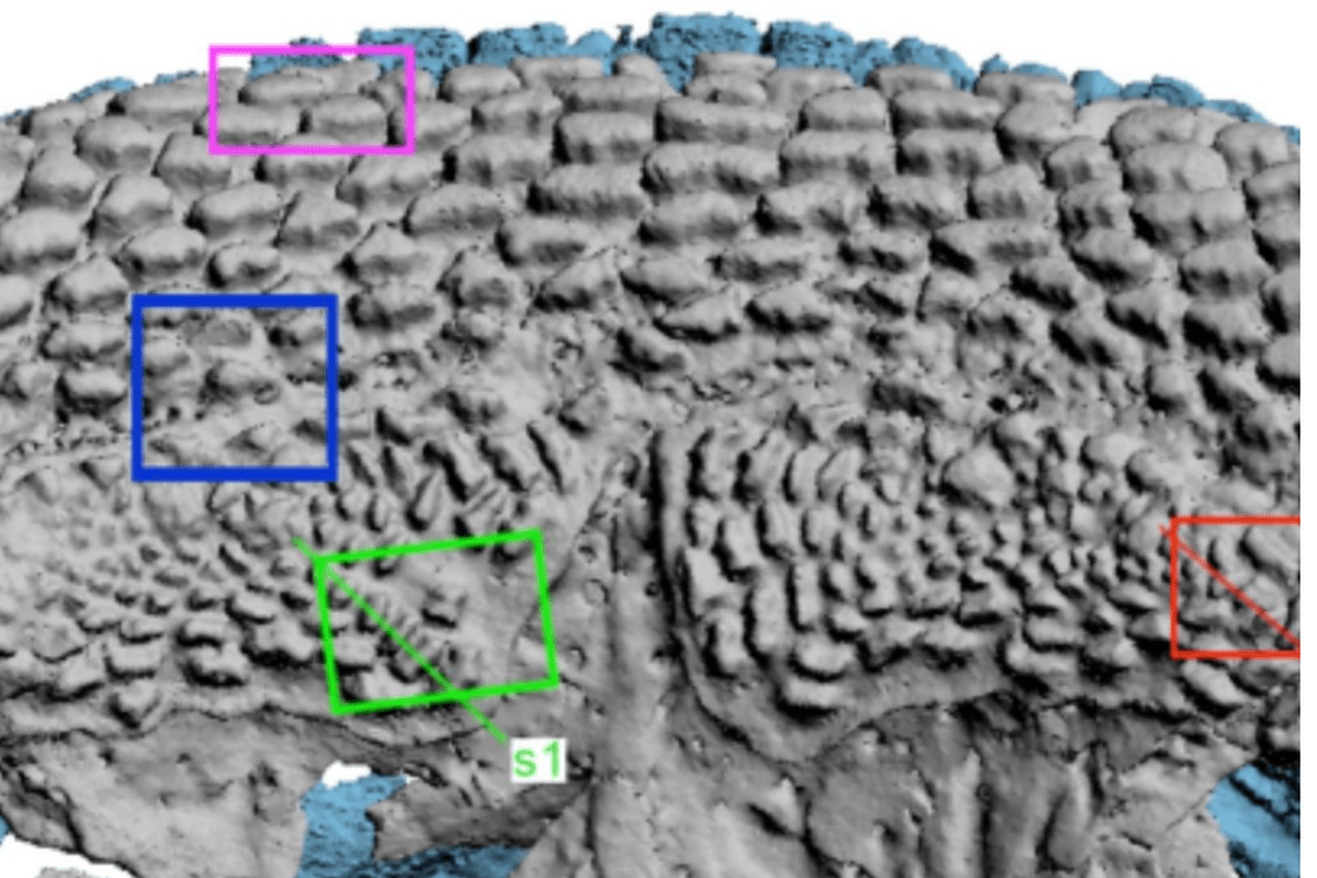 Fosil Ikan Arktik Ini Di Duga "Nenek Moyang" Makhluk Berahang