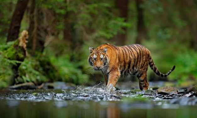 Harimau Dalam Freezer: Perdagangan Satwa Di Vietnam