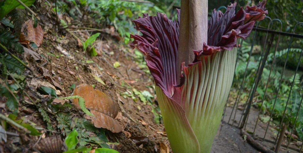 Bunga Bangkai Bogor Mekar Besok: Jangan Terlewat!