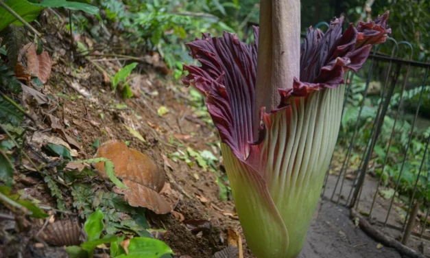 Bunga Bangkai Bogor Mekar Besok: Jangan Terlewat!