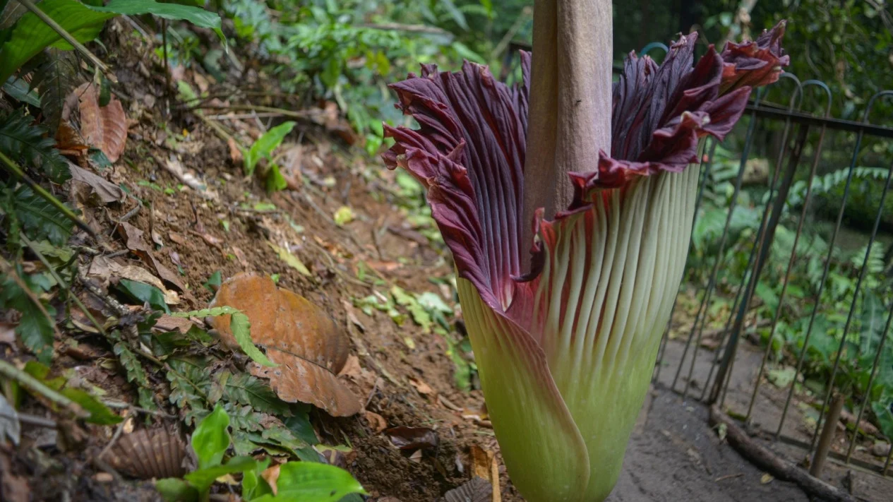 Bunga Bangkai Bogor Mekar Besok: Jangan Terlewat!