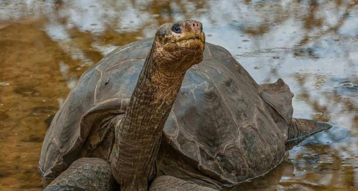 Detik-Detik Terakhir: 10 Spesies Yang Terancam Punah Tahun Ini