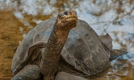 Detik-Detik Terakhir: 10 Spesies Yang Terancam Punah Tahun Ini