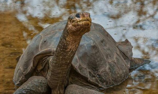 Detik-Detik Terakhir: 10 Spesies Yang Terancam Punah Tahun Ini