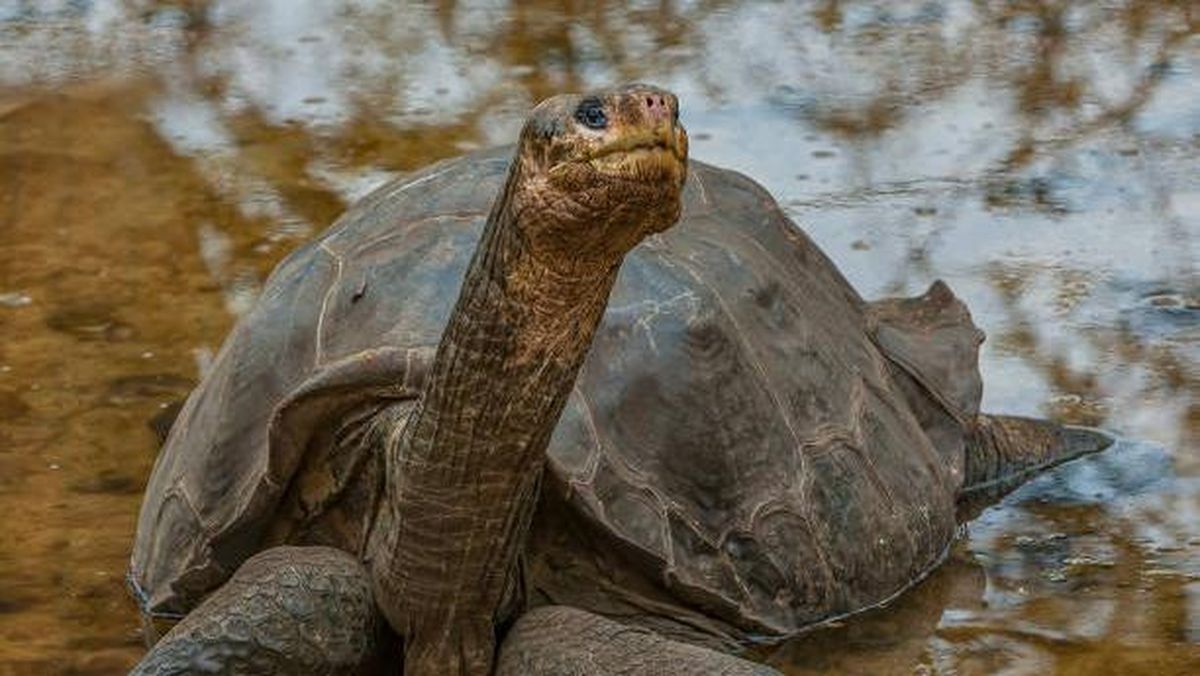 Detik-Detik Terakhir: 10 Spesies Yang Terancam Punah Tahun Ini