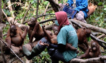 Gak Cuma Orangutan! 3 Primata Ini Juga Lagi Di Ujung Tanduk