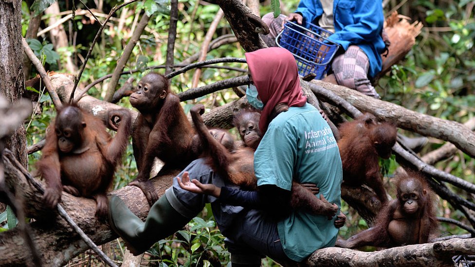 Gak Cuma Orangutan! 3 Primata Ini Juga Lagi Di Ujung Tanduk