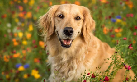 Alasan Golden Retriever Selalu Jadi Pilihan Pencinta Anjing