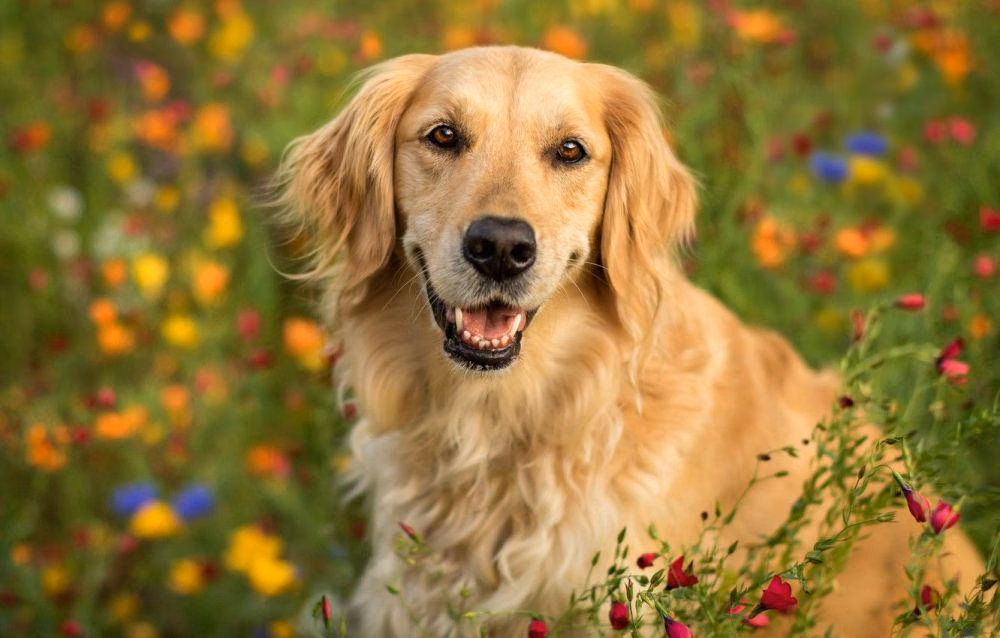 Alasan Golden Retriever Selalu Jadi Pilihan Pencinta Anjing