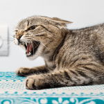 Ciri Rabies Kucing Yang Sering Di Sepelekan