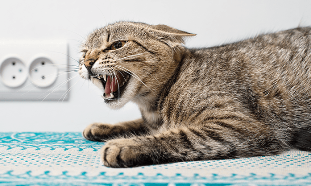 Ciri Rabies Kucing Yang Sering Di Sepelekan