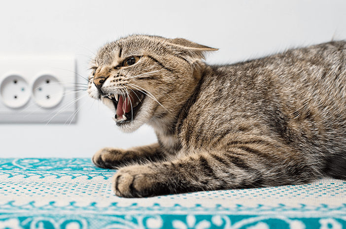 Ciri Rabies Kucing Yang Sering Di Sepelekan