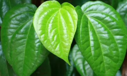 Pengganti Obat Kumur: Daun Pembasmi Bau Mulut