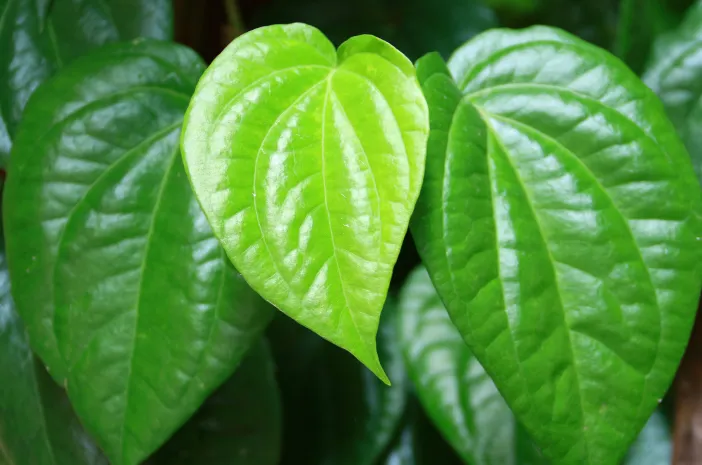 Pengganti Obat Kumur: Daun Pembasmi Bau Mulut